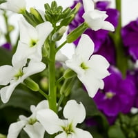 Expert Gardener 1. Galon ljubičasto bijela zaliha godišnja živa biljka 1-Broj sa Sadilicom