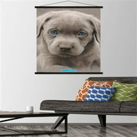 Keith Kimberlin - Puppy - Plavi oči zidni poster sa magnetnim okvirom, 22.375 34