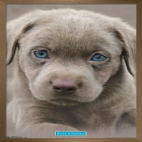Keith Kimberlin - Puppy - Plavi oči zidni poster, 14.725 22.375