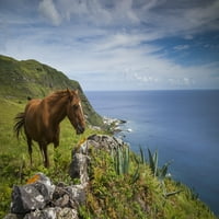 Portugal, Azori, Ostrvo Santa Maria, Maia. Konj na obalnim pašnjacima štampa postera Walter Bibikow