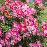 4-ft Pink Drift Rose Tree-tolerantna na sušu-razmetljivo cvijeće
